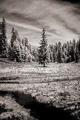 Solitary Pine